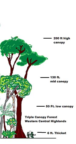 Canopy